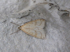 Blek engmott (Udea lutealis)