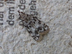 Skogmosemott (Eudonia lacustrata)