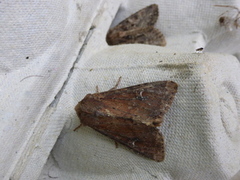 Teglrødt engfly (Apamea lateritia)