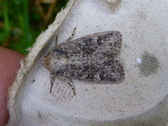 Røddusket engfly (Apamea rubrirena)