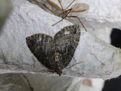 Seljebuskmåler (Hydriomena furcata)