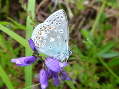 Tiriltungeblåvinge (Polyommatus icarus)