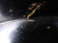 Coleophora