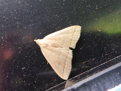 Gråbrunt viftefly (Herminia tarsipennalis)