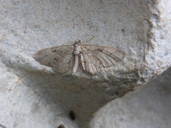 Augustdvergmåler (Eupithecia pusillata)