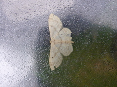 Randengmåler (Idaea biselata)