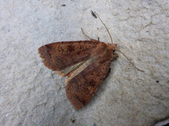 Rødfrynset teglfly (Diarsia brunnea)