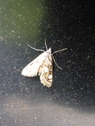 Porselensdammott (Nymphula nitidulata)