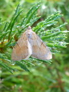 Fjærbarmåler (Thera firmata)