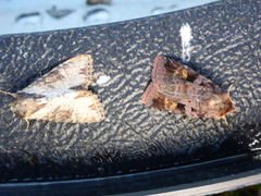 Rødfrynset teglfly (Diarsia brunnea)