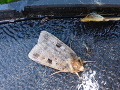 Rødfrynset teglfly (Diarsia brunnea)