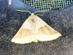 Bølgemåler (Crocallis elinguaria)