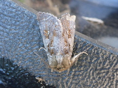 Myrfly (Coenophila subrosea)