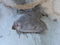 Lyst klippefly (Epipsilia grisescens)