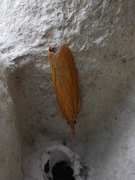 Okernebbmott (Agriphila tristella)