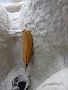 Okernebbmott (Agriphila tristella)