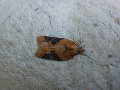 Buskflatvikler (Acleris laterana)