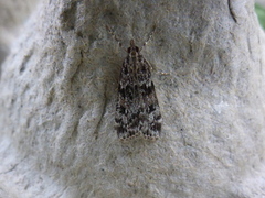 Barkmosemott (Eudonia truncicolella)