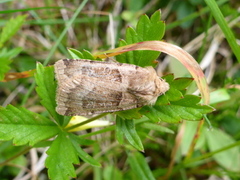 Brunt kilefly (Eugnorisma depuncta)