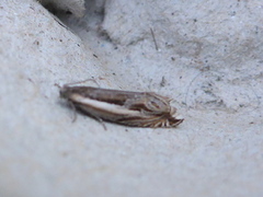 Stripesigdvikler (Ancylis apicella)