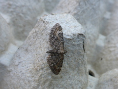 Vinkeldvergmåler (Eupithecia vulgata)