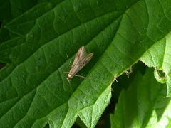 Lansettmøll (Schreckensteinia festaliella)