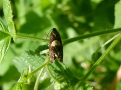 Hestehovstengelvikler (Epiblema sticticana)