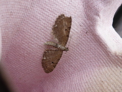 Humledvergmåler (Eupithecia assimilata)