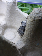 Grå gaffelstjert (Furcula bifida)