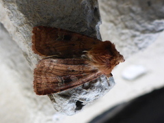 Bringebærteglfly (Diarsia rubi)