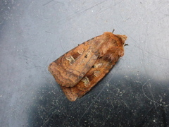Engteglfly (Diarsia florida)