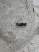 Mompha raschkiella
