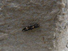 Mompha raschkiella