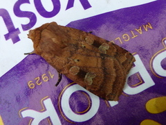 Engteglfly (Diarsia florida)