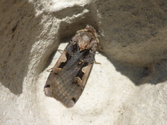 C-tegnet bakkefly (Xestia c-nigrum)