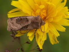 Kobberfly (Chersotis cuprea)