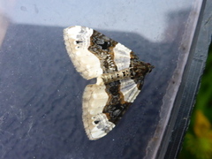 Øyemåler (Cosmorhoe ocellata)