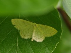 Blek urtemåler (Scopula floslactata)