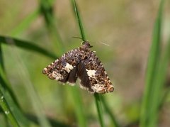 Hestehovstengelvikler (Epiblema sticticana)