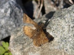 Tiriltungesmyger (Erynnis tages)