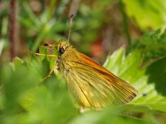 Engsmyger (Ochlodes sylvanus)