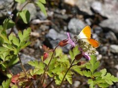 Aurorasommerfugl (Anthocharis cardamines)