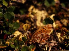 Frøyas perlemorvinge (Boloria freija)