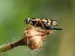 Båndfluer (Tephritidae)