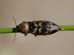 Smellere (Elateridae)