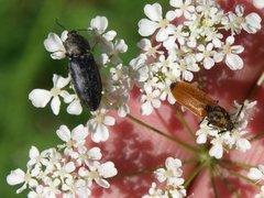 Smellere (Elateridae)