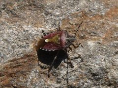 Breiteger (Pentatomidae)