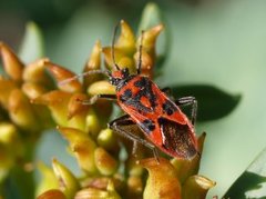 Rødrandtege (Corizus hyoscyami)