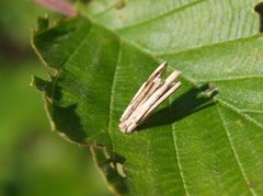 Sekkspinnere (Psychidae)