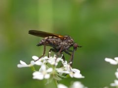 Empis